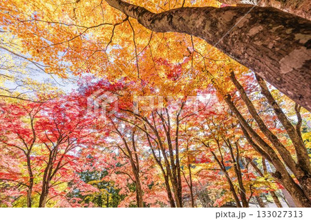 秋の土津神社（はにつじんじゃ）　参道の紅葉　もみじ　福島県猪苗代町 133027313