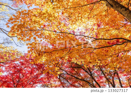 秋の土津神社（はにつじんじゃ）　参道の紅葉　もみじ　福島県猪苗代町 133027317