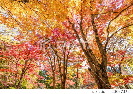 秋の土津神社（はにつじんじゃ）　参道の紅葉　もみじ　福島県猪苗代町 133027323
