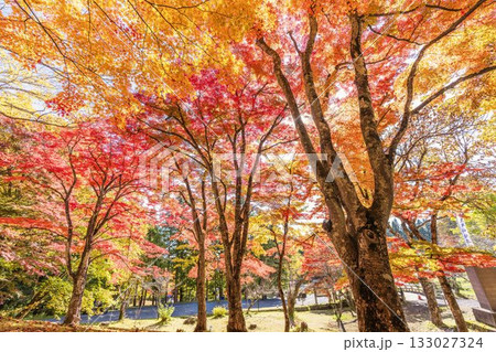 秋の土津神社（はにつじんじゃ）　参道の紅葉　もみじ　福島県猪苗代町 133027324
