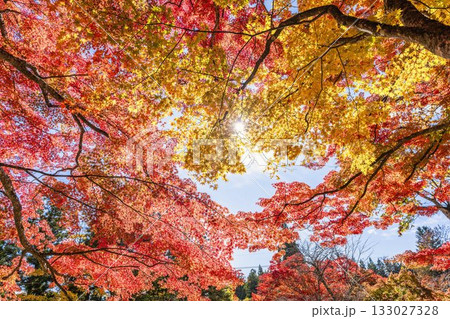 秋の土津神社（はにつじんじゃ）　参道の紅葉　もみじ　福島県猪苗代町 133027328