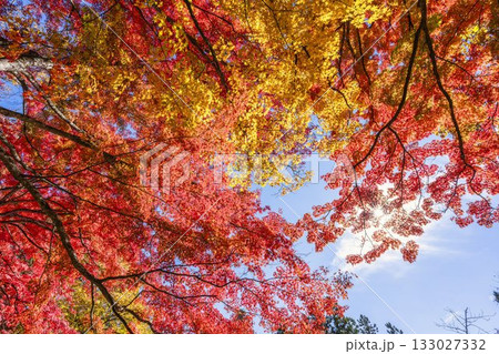 秋の土津神社（はにつじんじゃ）　参道の紅葉　もみじ　福島県猪苗代町 133027332