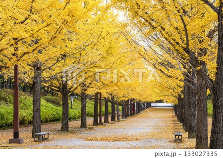 秋のあづま総合運動公園のいちょう並木 福島県福島市 秋のあづま総合運動公園のいちょう並木 福島県福島市 133027335