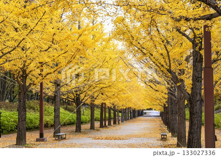 秋のあづま総合運動公園のいちょう並木　福島県福島市 133027336