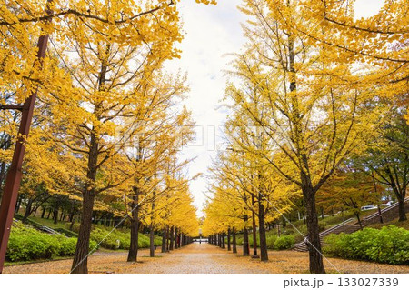 秋のあづま総合運動公園のいちょう並木 福島県福島市 秋のあづま総合運動公園のいちょう並木 福島県福島市 133027339