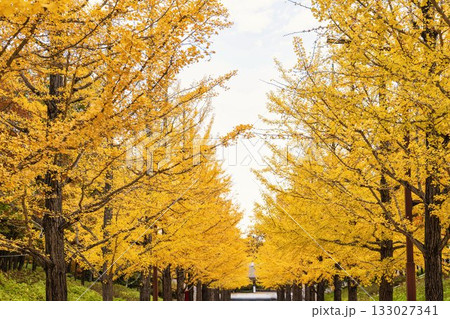 秋のあづま総合運動公園のいちょう並木 福島県福島市 秋のあづま総合運動公園のいちょう並木 福島県福島市 133027341
