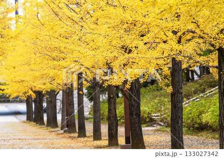 秋のあづま総合運動公園のいちょう並木　福島県福島市 133027342
