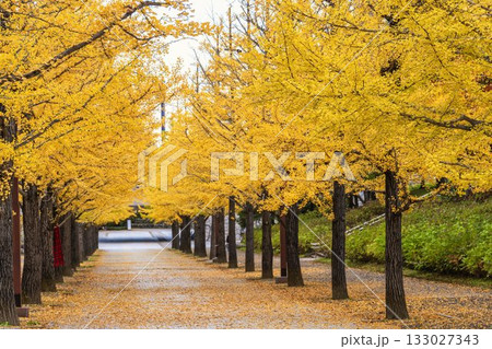 秋のあづま総合運動公園のいちょう並木　福島県福島市 133027343