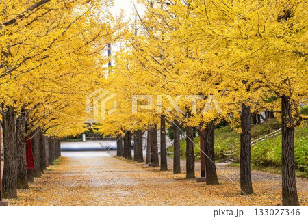 秋のあづま総合運動公園のいちょう並木　福島県福島市 133027346