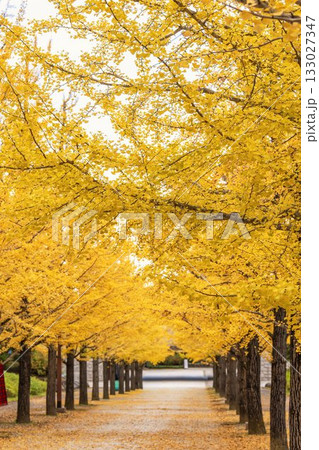 秋のあづま総合運動公園のいちょう並木　福島県福島市 133027347
