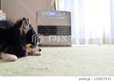 ストーブで温まる愛犬　セーターを着たチワワ 133027533