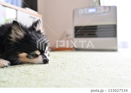 ストーブで温まる愛犬 セーターを着たチワワ ストーブで温まる愛犬 セーターを着たチワワ 133027534