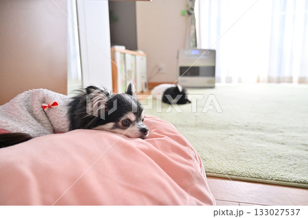 ストーブで温まる愛犬　セーターを着たチワワ 133027537