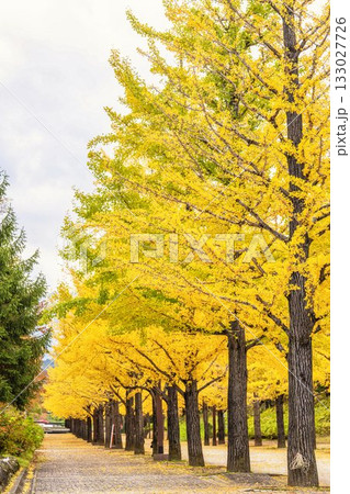 秋のあづま総合運動公園のいちょう並木 福島県福島市 秋のあづま総合運動公園のいちょう並木 福島県福島市 133027726