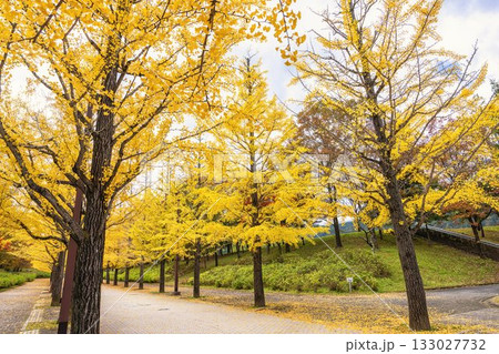 秋のあづま総合運動公園のいちょう並木 福島県福島市 秋のあづま総合運動公園のいちょう並木 福島県福島市 133027732