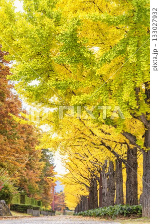 秋のあづま総合運動公園のいちょう並木　福島県福島市 133027932