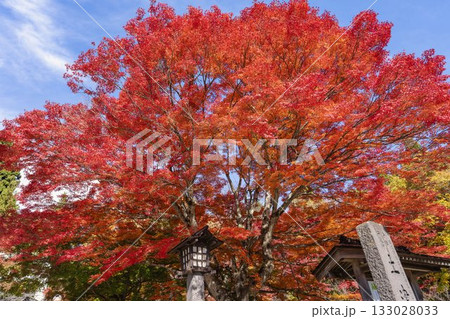 秋の土津神社（はにつじんじゃ）　参道の紅葉　もみじ　福島県猪苗代町 133028033