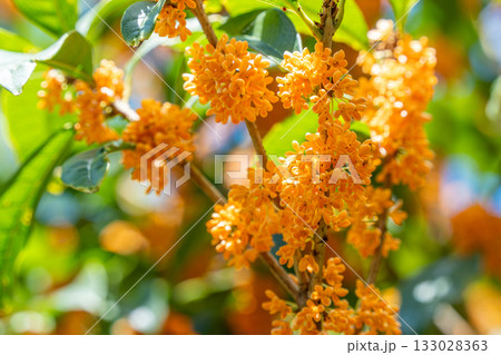 キンモクセイの花 133028363