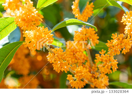 キンモクセイの花 133028364