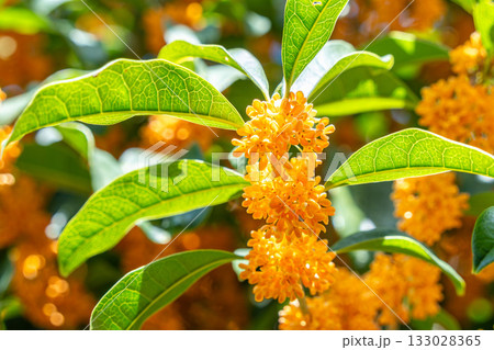 キンモクセイの花 133028365