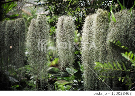 Selective focus on the Spanish moss grows in the pottery hanging under the steel rack in the outdoor garden 133028468