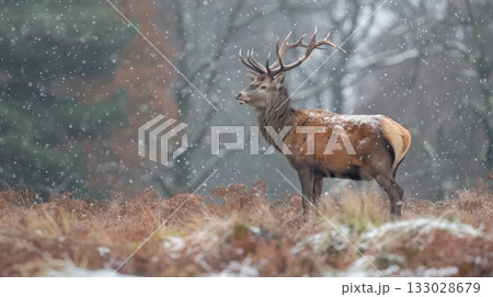 red deer stag winter snowfall 133028679