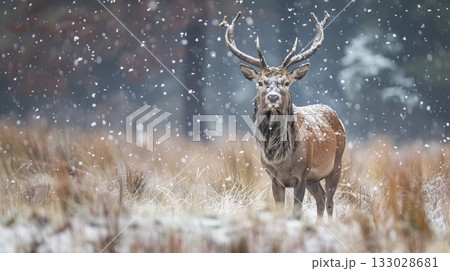 red deer stag winter snowfall 133028681
