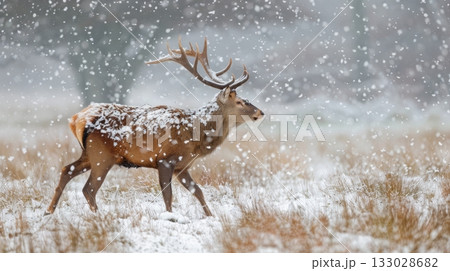 red deer stag winter snowfall 133028682