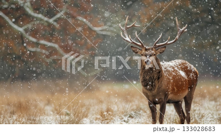 red deer stag winter snowfall 133028683