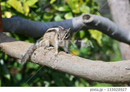 枝の上を走り回るすばしっこいシマリス 133028927