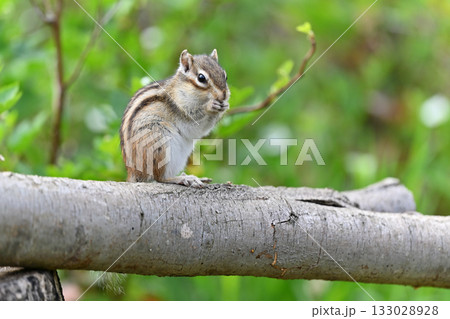 枝の上を走り回るすばしっこいシマリス 枝の上を走り回るすばしっこいシマリス 133028928
