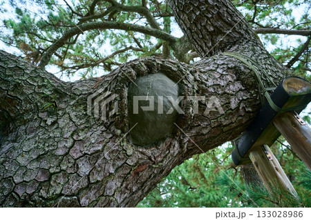癒合剤で塞がれた木に開いた大きな穴 133028986