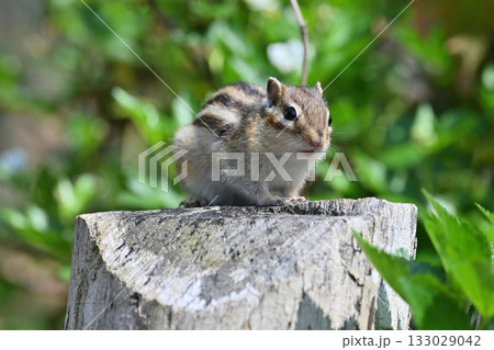 切り株の上で過ごす可愛いシマリス 133029042