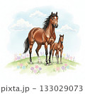 花が咲く草原に立つ親子の馬の水彩イラスト素材・空と仔馬・愛情・家族　年賀状素材　午年 133029073