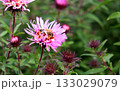 A bee sits on a pink aster flower in the garden on an autumn day 133029079