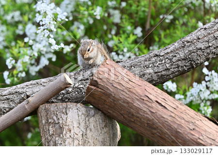満開のユキヤナギの中を走り回る可愛いシマリス 133029117