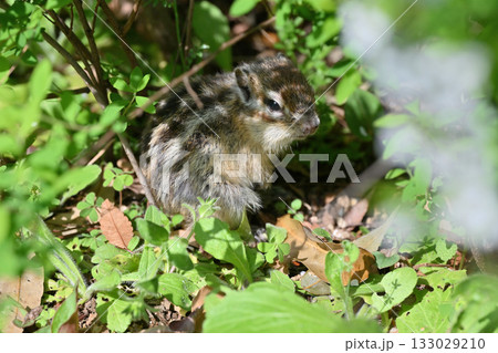 木陰で一休み　シマリス 133029210