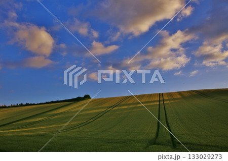 小麦の丘 133029273