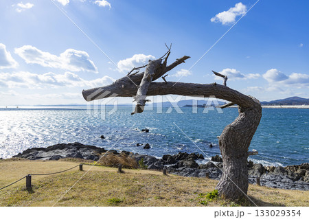 気仙沼市岩井崎海岸龍の松 気仙沼市岩井崎海岸龍の松 133029354