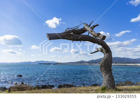 気仙沼市岩井崎海岸龍の松 気仙沼市岩井崎海岸龍の松 133029355