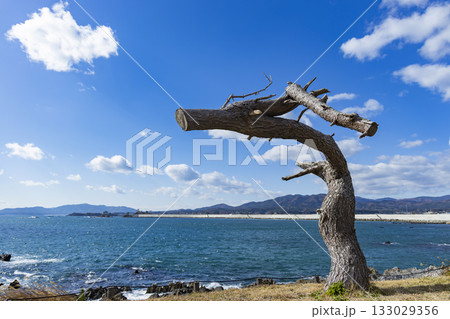 気仙沼市岩井崎海岸龍の松 気仙沼市岩井崎海岸龍の松 133029356