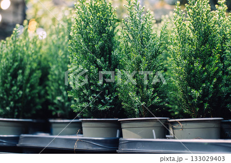 Close-up of small potted evergreen trees arranged on metal trays in a greenhouse. Miniature Christmas trees, sustainable decor, living holiday plants, green lifestyle choices Close-up of small potted evergreen trees arranged on metal trays in a greenhouse. Miniature Christmas trees, sustainable decor, living holiday plants, green lifestyle choices 133029403