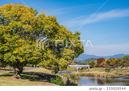 秋の鴨川風景 京都市 秋の鴨川風景 京都市 133029544
