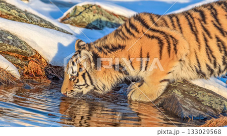 Close up amur tiger pauses to drink from crystal stream in frozen mountain valley. Its reflection shimmers in the clear water beneath the pastel sky. 133029568