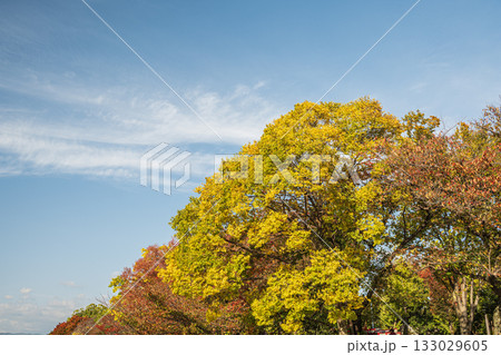 黄葉した木々 秋の鴨川 京都市 黄葉した木々 秋の鴨川 京都市 133029605