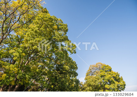 秋の鴨川沿いに立つ木々 京都市 秋の鴨川沿いに立つ木々 京都市 133029684