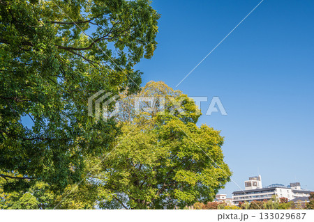 秋の鴨川沿いに立つ木々　京都市 133029687