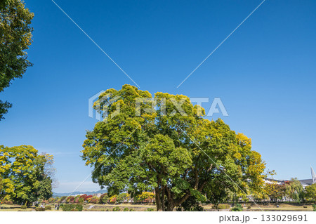 秋の鴨川風景　京都市 133029691