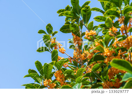 キンモクセイの花 133029777