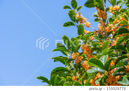 キンモクセイの花 133029778